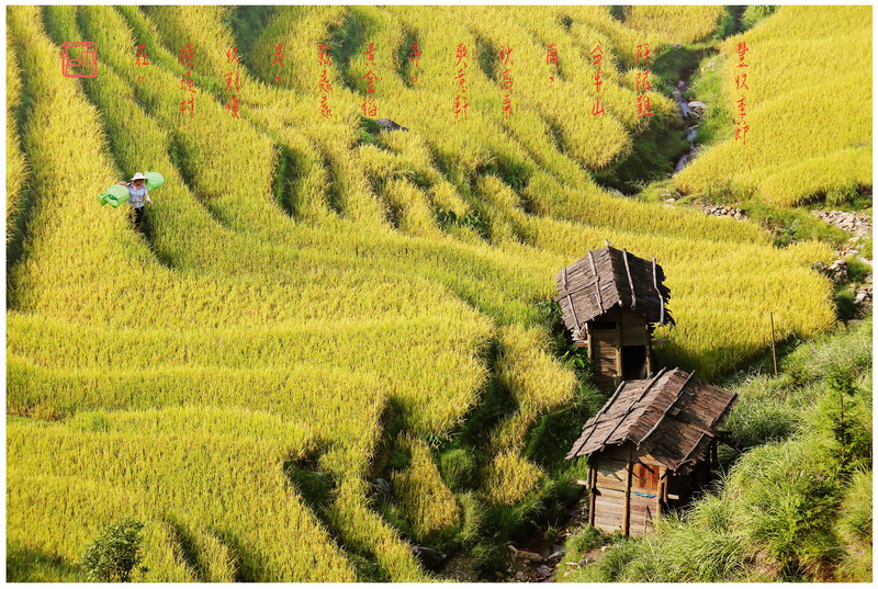 41贵州从江县秋收之旅 – 丰收季节