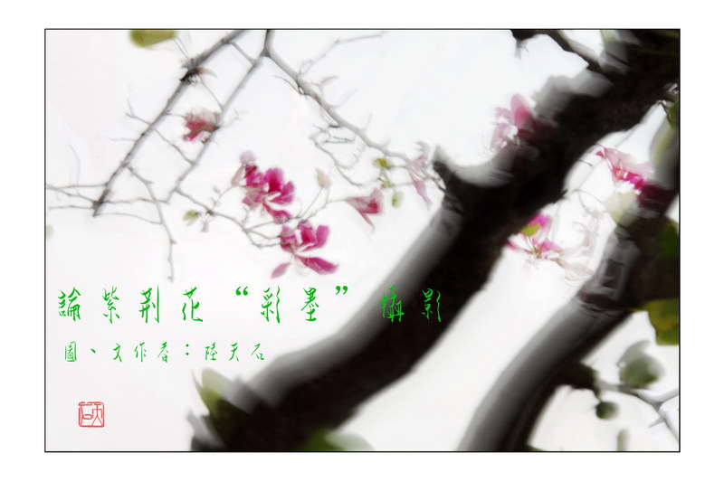 02 论紫荆花“彩墨”摄影