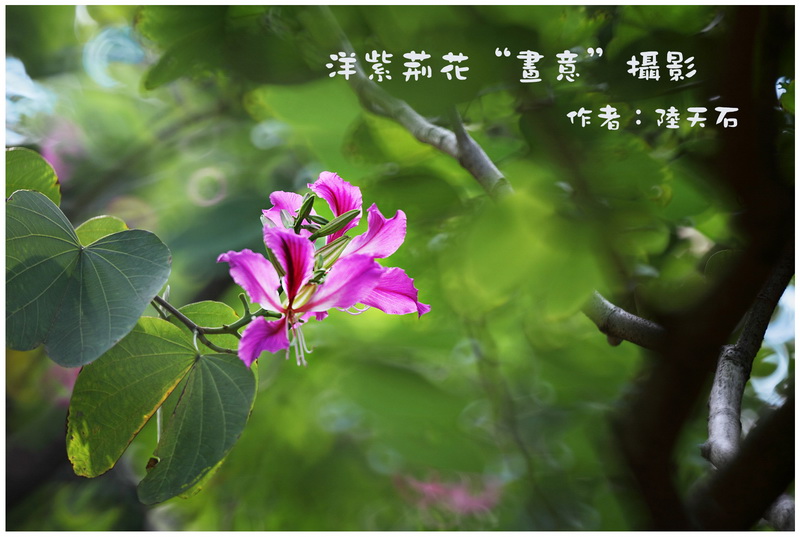 10 论紫荆花“画意”摄影