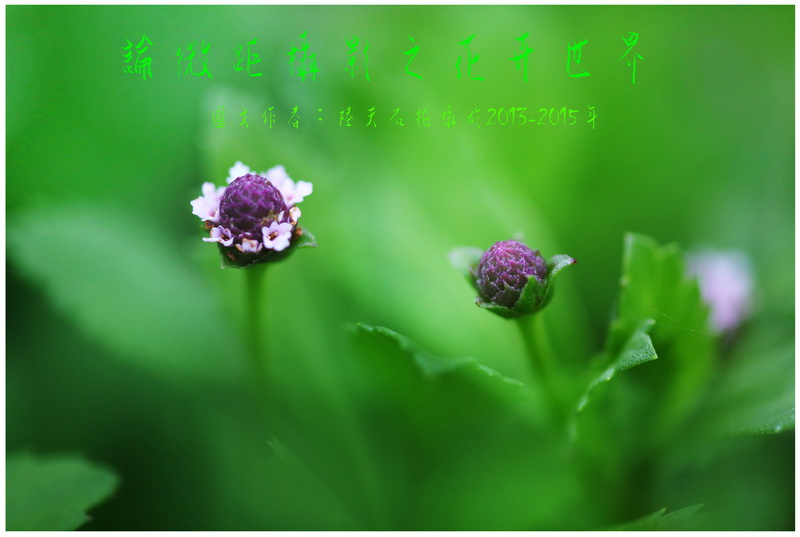 14 论微距摄影之花卉世界