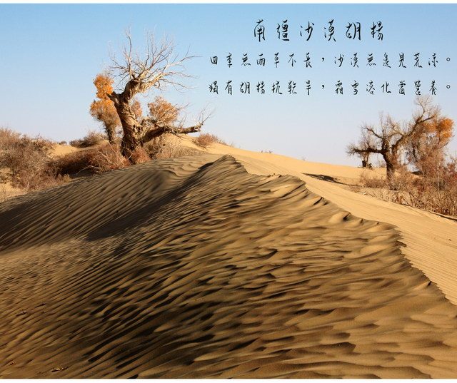 07西南沙漠胡杨