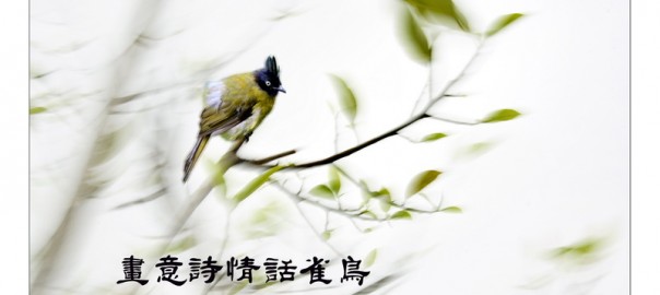 01画意诗情话雀鸟