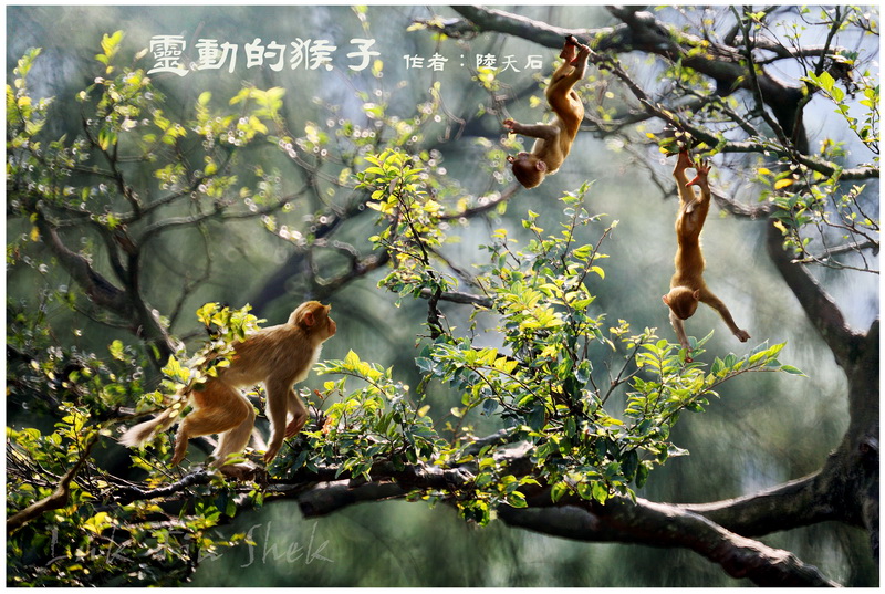 03灵动的猴子