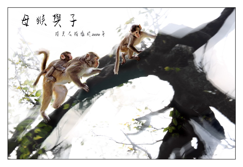 08母猴与子