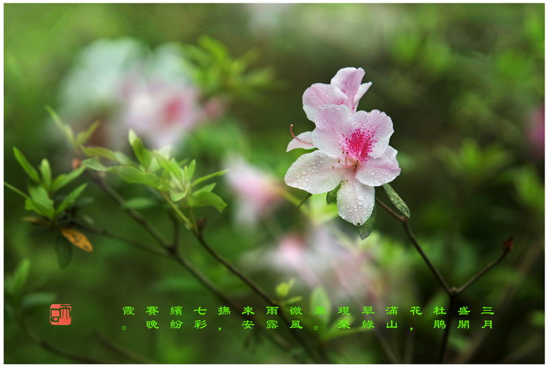 104 “化彩”摄影《杜鹃花》