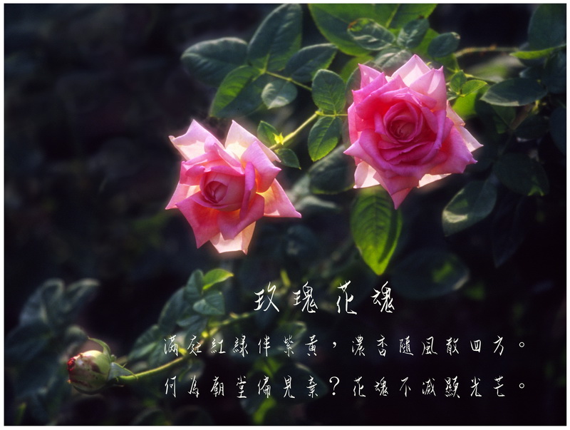 15玫瑰花魂