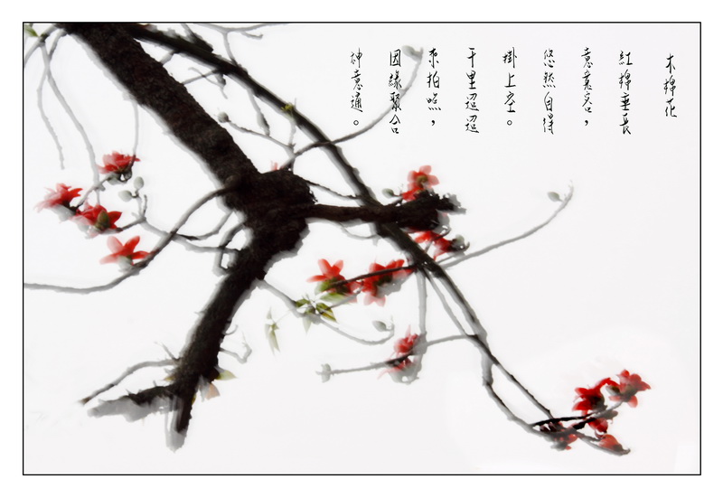 17木棉花