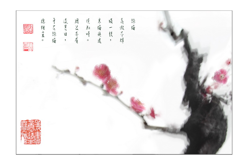 19观梅赏心