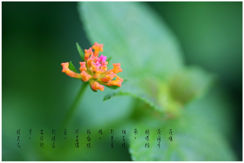 24花魂（花卉微距镜头摄影作品）
