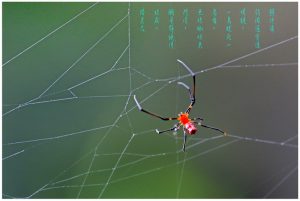 21显神通 ﹙蜘蛛微距镜头摄影作品﹚