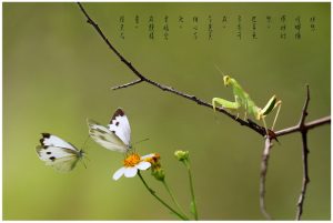 25妙想﹙螳螂微距镜头摄影作品﹚