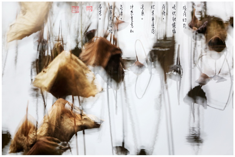 26残荷幻影（彩墨作品）