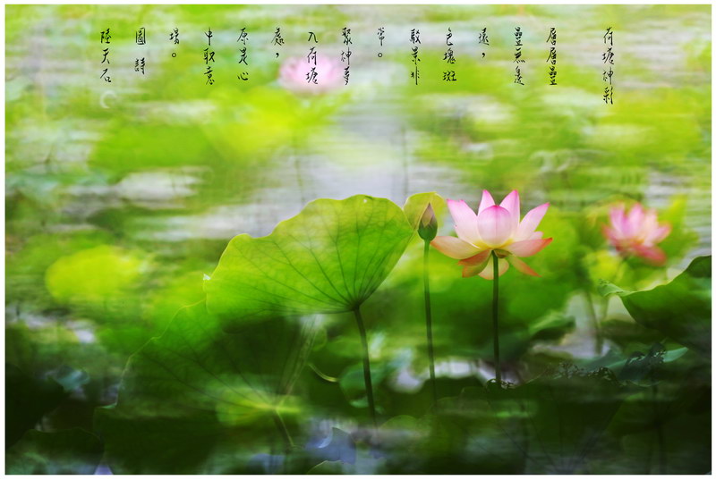 36 《荷塘神彩》叠拍