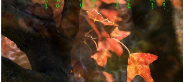 53《大棠红枫》