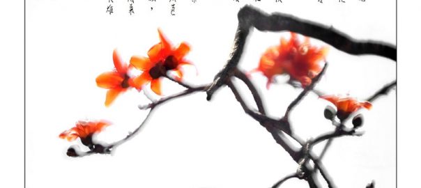 56《红棉颂》