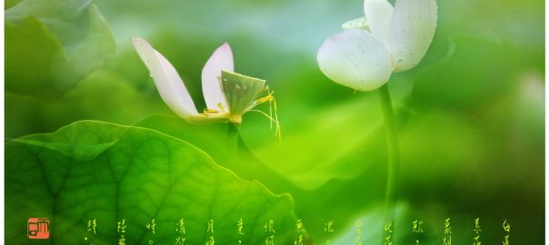 58《白莲》
