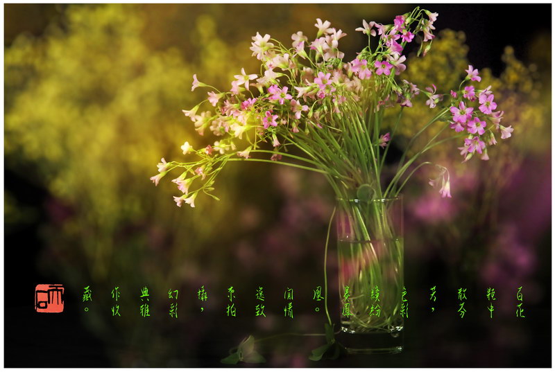 69 “化彩”摄影《百花香》