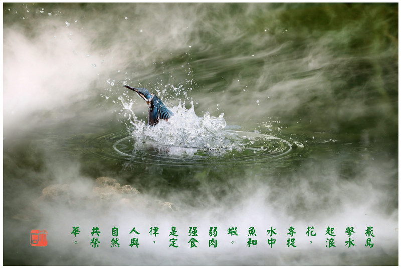85《百鸟争鸣》之四