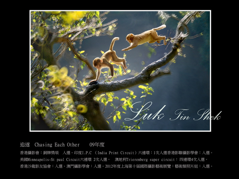 “沙龙”-“猴子”摄影沙龙入选作品欣赏
